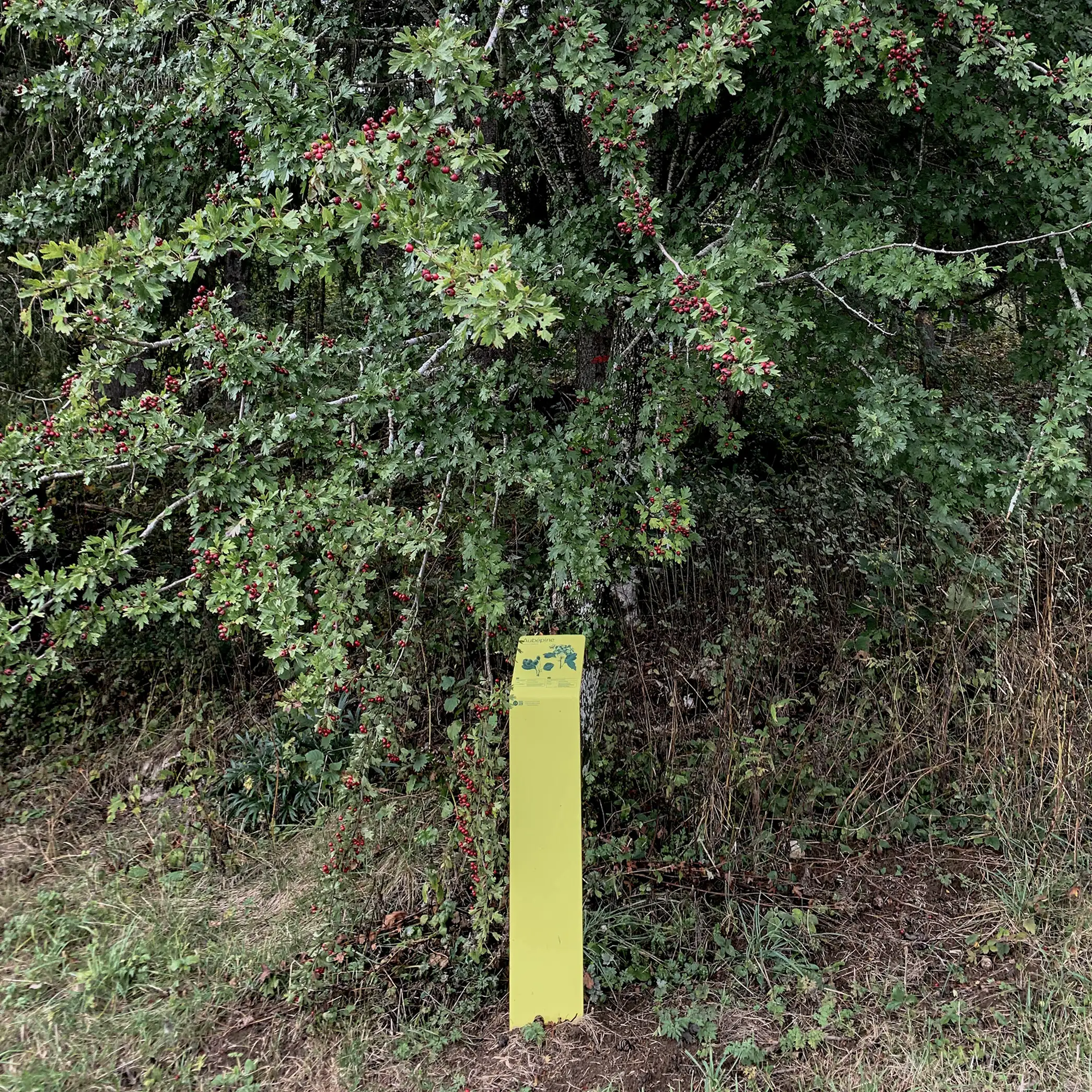 Balade forestière et contes