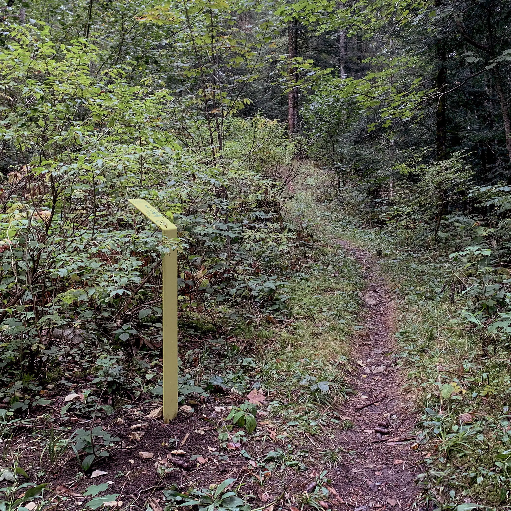 Balade forestière et contes
